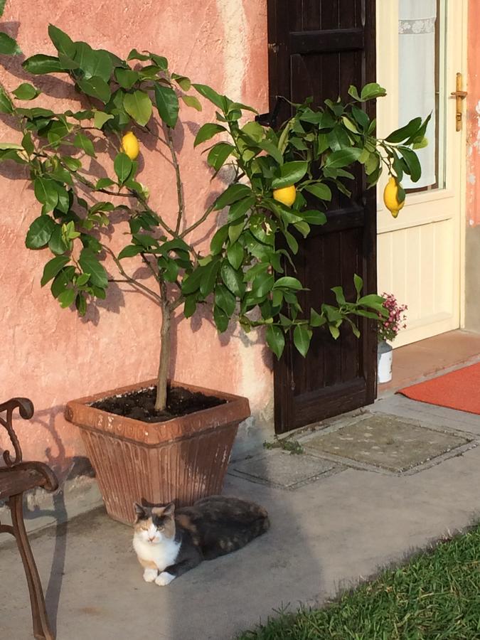 Agriturismo Il Pettirosso Pension Forlì Buitenkant foto